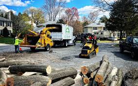 Best Tree Removal  in De Witt, NY