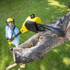 Best Root Management and Removal  in De Witt, NY