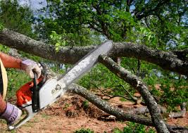 Best Tree Risk Assessment  in De Witt, NY