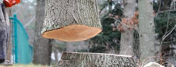 Best Firewood Processing and Delivery  in De Witt, NY
