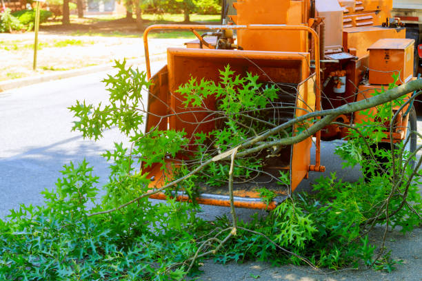 Best Storm Damage Tree Cleanup  in De Witt, NY