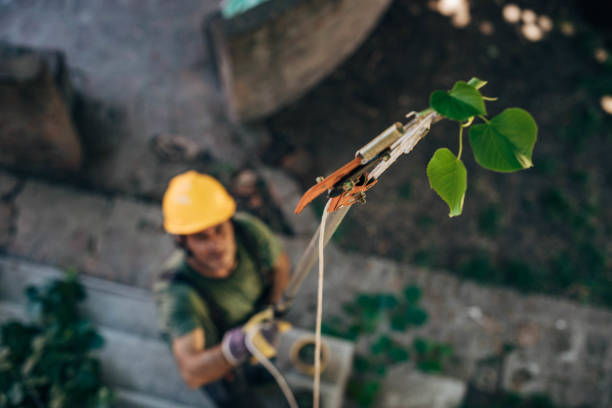 How Our Tree Care Process Works  in  De Witt, NY