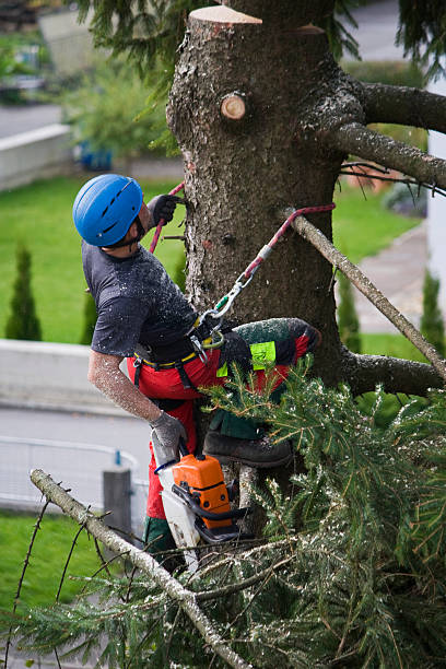 Best Organic Lawn Care Solutions  in De Witt, NY