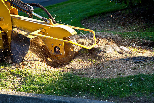 Best Soil Testing and Treatment  in De Witt, NY