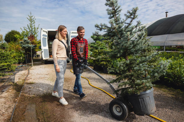 Trusted De Witt, NY Tree Services Experts