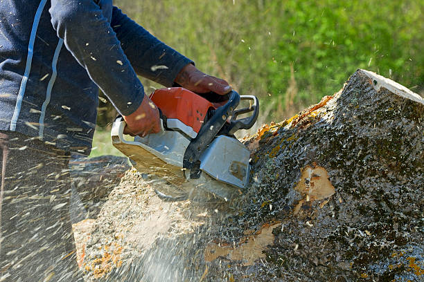 Best Tree Trimming and Pruning  in De Witt, NY